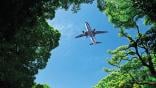 aircraft above trees